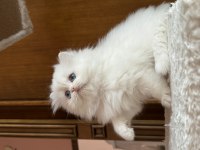 Özel Tip Bembeyaz Chinchilla W61