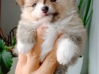 Pomeranian boo cream party color dişi