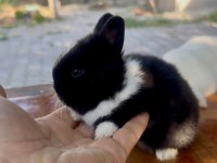 Cüce tavşan (netherland dwarf)