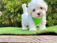 KAR BEYAZI MALTESE TERRİER YAVRULARI