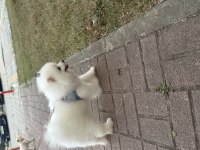 Beyaz pomeranian dört aylık
