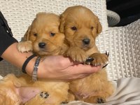 Baby face golden retriever bebekler