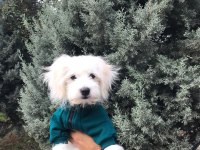 Terrier erkek köpeğimiz