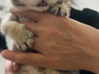 British shorthair yavrular