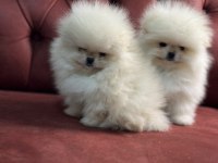 Ankaranın En Seçkin Teddy Pomeranian Yavrular