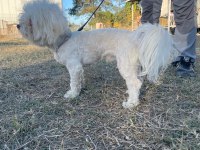 Kar topu maltese erkekler