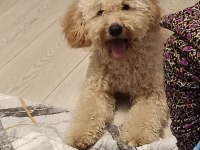 Köpeğimle ilgilenecek aile arıyoruz beni arar mısınız