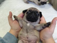 KALİTELİ PUG MOPS YAVRULAR