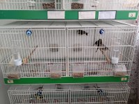 Orjinal timbrado ötüm kanaryası