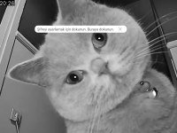 Kısırlaştırılmış çok uysal british shorthair Lili Hanım