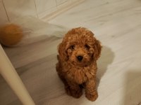 Hakiki toy poodle