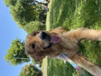 1,5 Yaşında dünyalar tatlısı golden retriever yuva arıyor