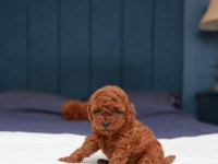 Toy poodle yavrularımız (kore)
