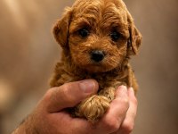 Sevimli Poodle Yavrular