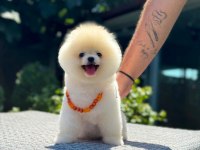SAĞLIK VE IRK GARANTİLİ POMERANİAN KÖPEĞİ
