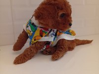 TOY POODLE ANNE ALTINDAN KALİTELİ