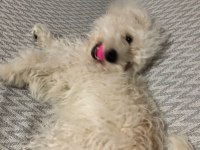 Sahiplendirilecek köpeğimiz