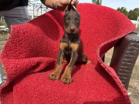 Doberman Erkek