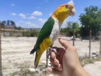 Full Evcil Portakal Kafa Caique