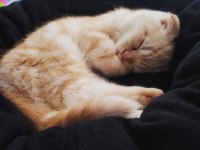 Scottish Fold Kedimiz