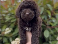 2.5 Aylık Toy Poodle