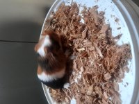 Ginepig izmir içi