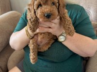 50 Günlük Dişi Toy Poodle