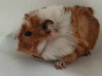 İstanbul bağcılar sahibinden ginepig