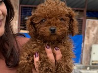 Toypoodle sevimli yavrular ruhsatlı çiftlik 
