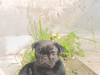 Sahibinden 3 aylık siyah erkek yavru pug
