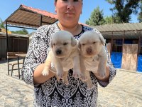 Labrador yavrularımız