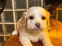Xs maltipoo bebeklerimiz