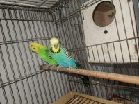 Özel renk muhabbet kuşu çifti