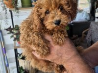 3 Aylık Prenses Poodle