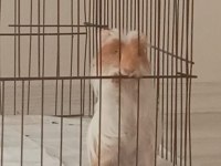 Ginepig sahiplendirmek istiyoruz