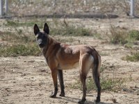FCI A Şecere Malinois