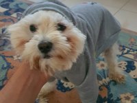Tamamen Evcil ve Eğitimli 1 Yaşında Köpeğimiz