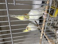 Çift sultan papağanı albino cins