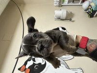Orjinal Egzotik French Bulldog Bebekler