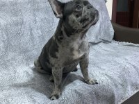 Takip şartıyla ücretsiz sahiplendirme french bulldog