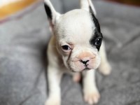 Yeni aileye hazır french bulldog yavrular