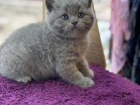 50 Gunluk Dişi British Shorthair