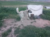 1 çift adamcıl kangal