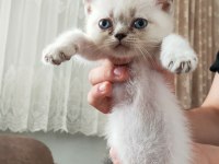 Birbirinden tombul british shorthair yavrular