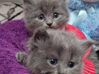 British longhair kedisi sahiplendirme