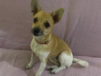 4 aylık dişi chihuahua