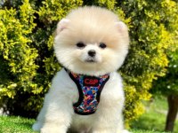 Safkan Pomeranian Boo Bebekler