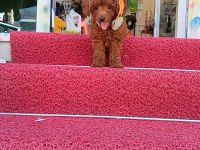 Kore poodle erkek dişi köpekler