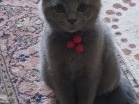 Scottish Fold Erkek Yavru