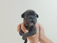 Rezerveye açık french bulldog yavrular